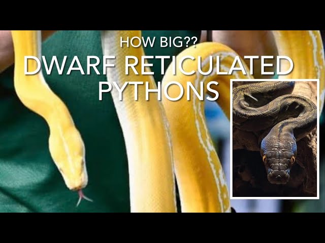 DWARF RETICULATED PYTHONS: thoughts on actual size, housing and petability!