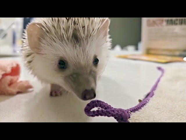 Cutest Hedgehog Ever Tries to Bite Things