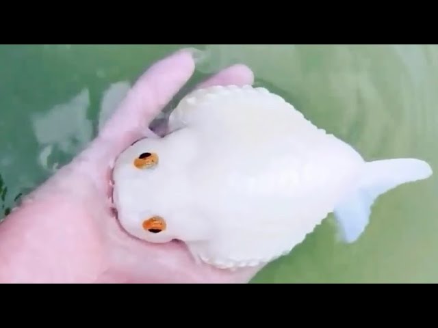 10 Most Adorable Pearl Scale Goldfish - Super Adorable Goldfish