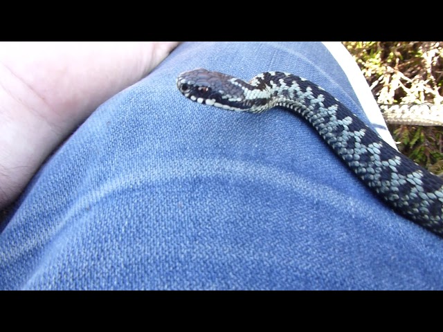 Dance of Adders