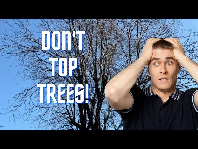 A Master Arborist Discusses Tree Topping