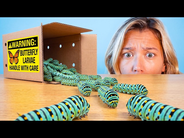 Raising 1,000 Caterpillars (They Turn to Goo)
