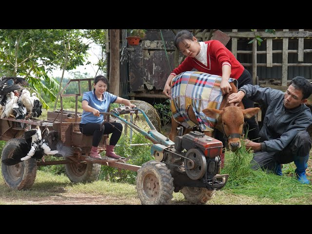 Deadly Encounter with a Giant Python in the Swamp – 72 Hours Harvesting Duck by Farm Vehicle!