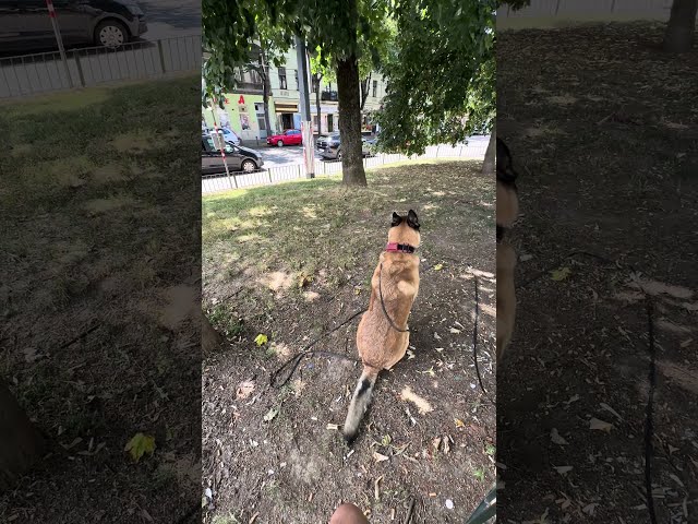 The Malinois in Action; Quick Command & Fetch Challenge!