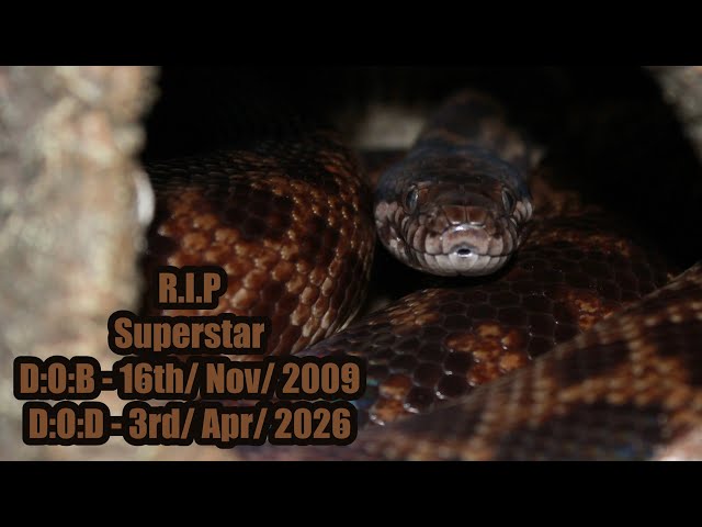 Supertars’s tribute video