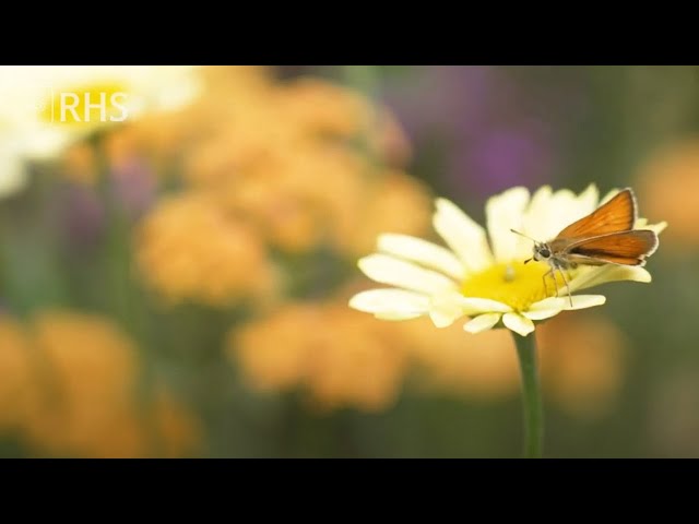 How to create a resilient and sustainable garden | The RHS