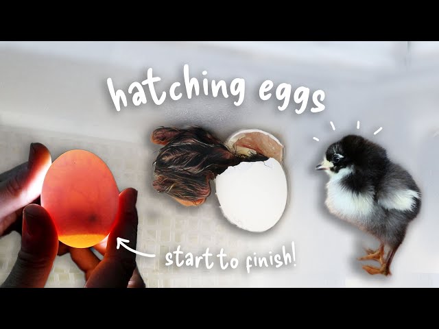 The Great Chicken Hatch Adventure: Incubating Fertile Hatching Eggs, from Beginning to End