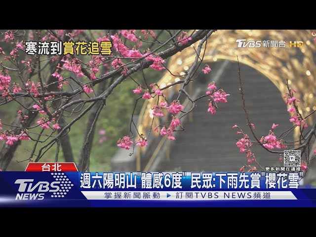 週六陽明山「體感6度」民眾:下雨先賞「櫻花雪」｜TVBS新聞 @TVBSNEWS01