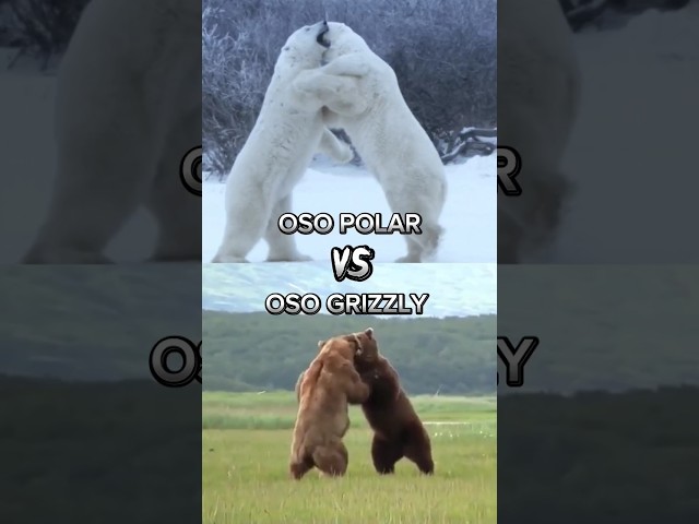 OSO POLAR VS OSO GRIZZLY #asia #animals #animalshorts #bosque #osopolar #osos #antartica #animal