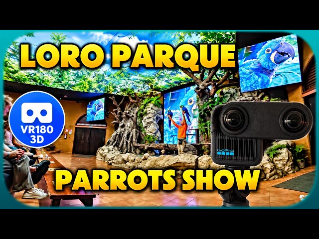 [8K][3D VR180] Parrot Show at Loro Parque, Tenerife 🦜 (full show)