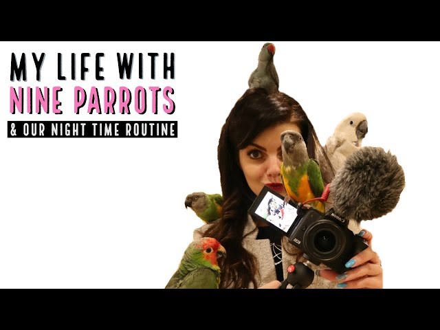A Day In The Life Of My Parrots