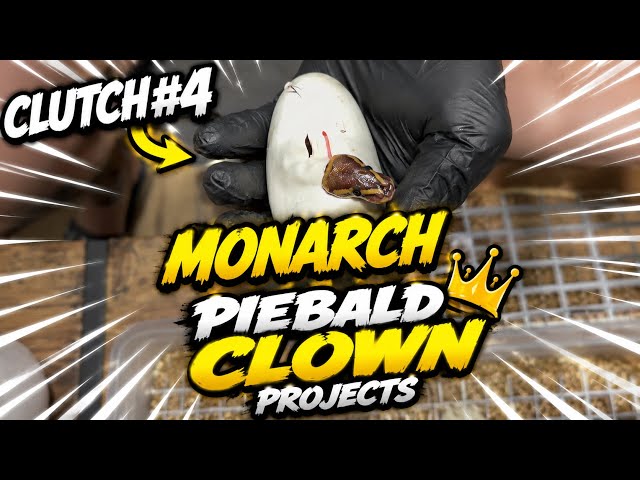 FIRST WORLD🤔 🐍 NIESPODZIANKA W ZNIOSIE! Monarch Clown Piebald -potwierdzenie het!