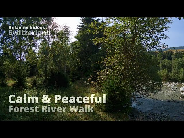 Peaceful Swiss Forest River Walk 4K VR180 | Flowing Water Sounds