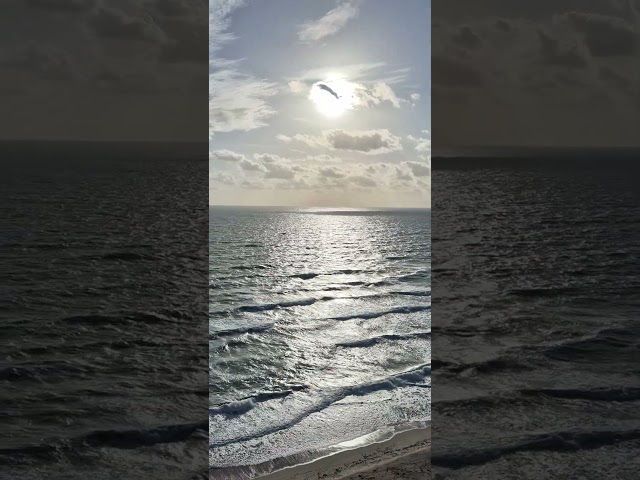 #turtle beach #surf