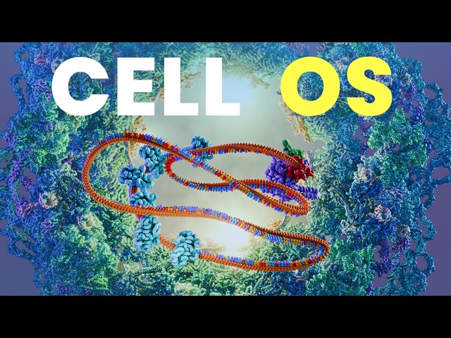 Your Operating System ｜Eukaryotic Transcription