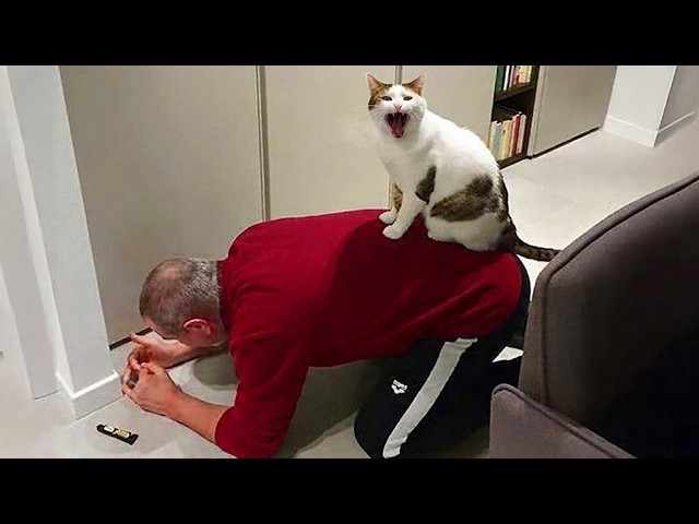 Dramatic Cat Picks You As His “Server” 🤣