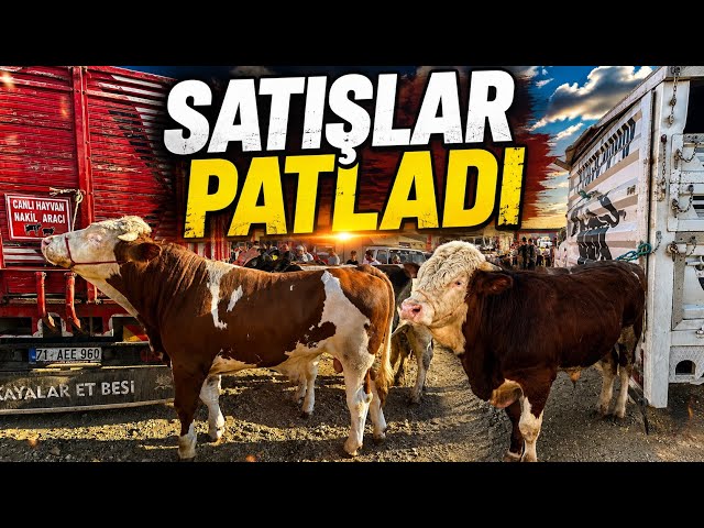 KIRIKKALE LIVESTOCK MARKET AUGUST 25