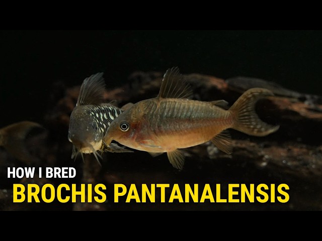How I Bred Brochis Pantanalensis at Home