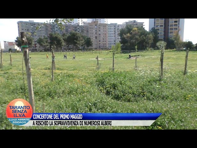 CONCERTONE DEL PRIMO MAGGIO: A RISCHIO LA SOPRAVVIVENZA DI NUMEROSI ALBERI