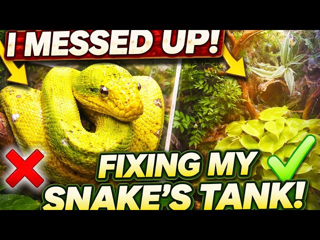 I MESSED UP My Snake’s Tank…Here’s The Fix (Green Tree Python)