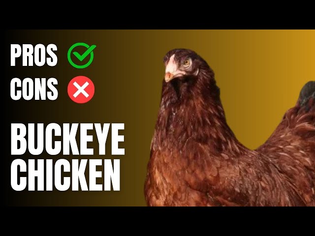 Buckeye Chicken Pros and Cons - Buckeye Chicken
