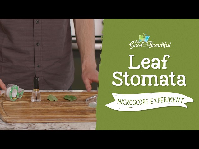 Leaf Stomata Microscope Experiment | Botany | The Good and the Beautiful