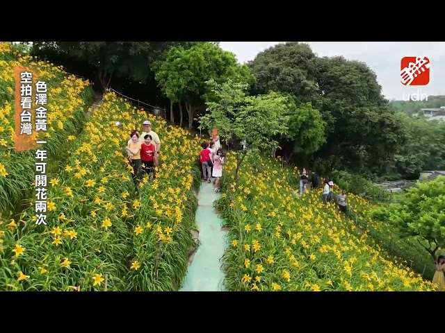 [Aerial View of Taiwan] Changhua Hushan Temple Daylily Season Begins: 300,000 "Day Beauties" in F...