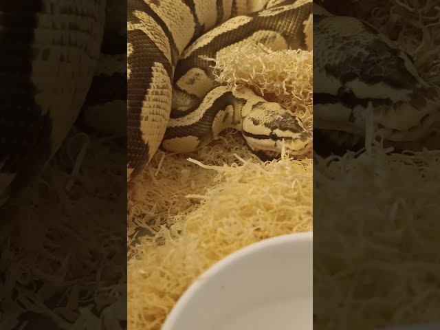 Firefly 66% Het Clown Ball Python | Resting This Breeding Season