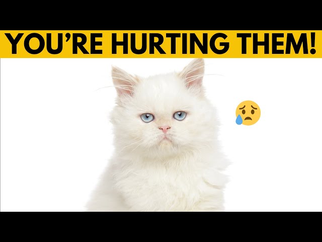 5 Mistakes That Can Ruin Your Persian Cat