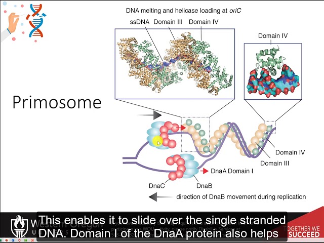 CH450 Chapter 9.2 part 1: Prokaryotic DNA Replication