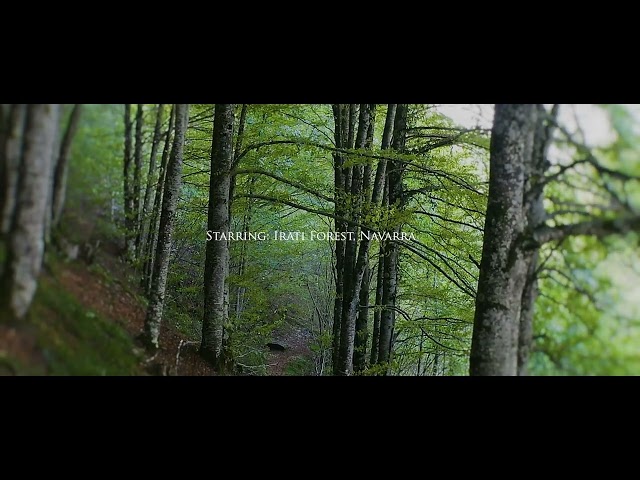 Navarra’s spectacular Irati Forest