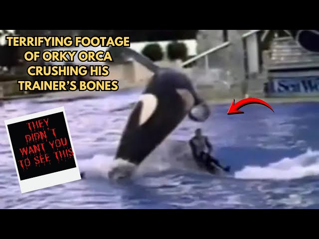The Worst Orca Attack SeaWorld Tried to Hide
