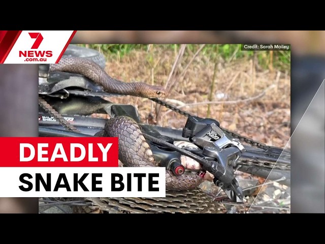 Cyclist survives eastern brown snake bite in Tweed Valley | 7NEWS