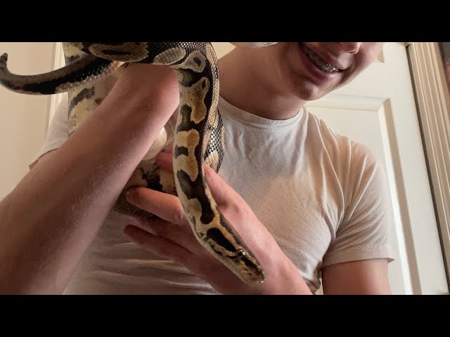 RG Live! Ball Python Facts and Care! 