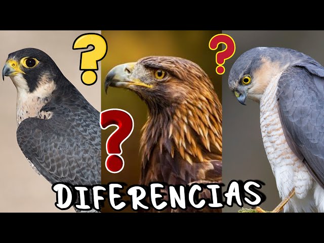 DIFFERENCE between an Eagle, a Hawk, and a Sparrowhawk! 🦅 Who is Bigger, Stronger, and Faster?