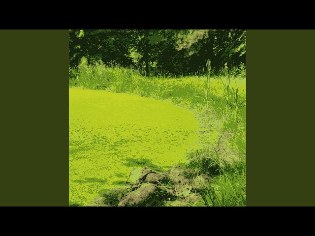 Green Gnat