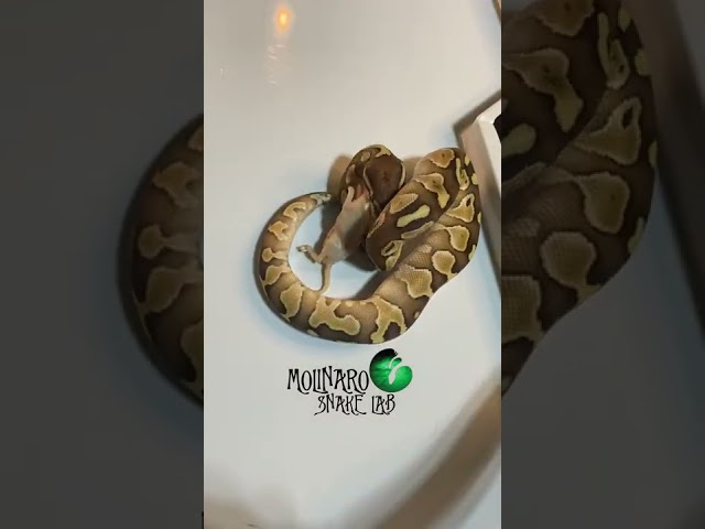 🐍 Assist feeding🧪 #assitsfeed #snakes #snakebreeder #reptiles #ballpython #royalpython #shorts