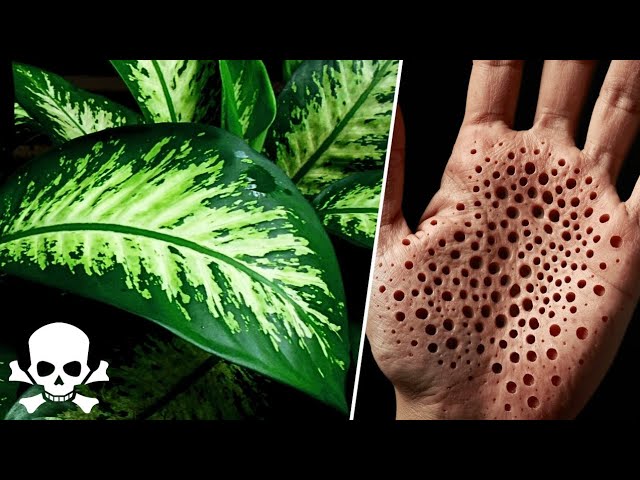 As 12 Plantas Mais PERIGOSAS do Mundo Que Você NUNCA Deve Tocar