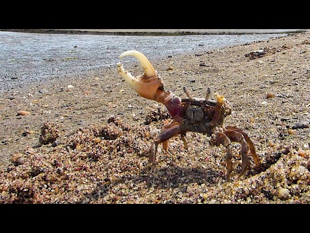 Fiddler Crab Doing A Happy Dance