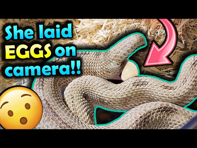 Our Hognose Laid Eggs RIght in Front of Us!
