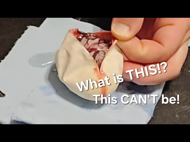 This Ball Python Clutch has me Questioning EVERYTHING!! Clutch 8 Egg Cutting.