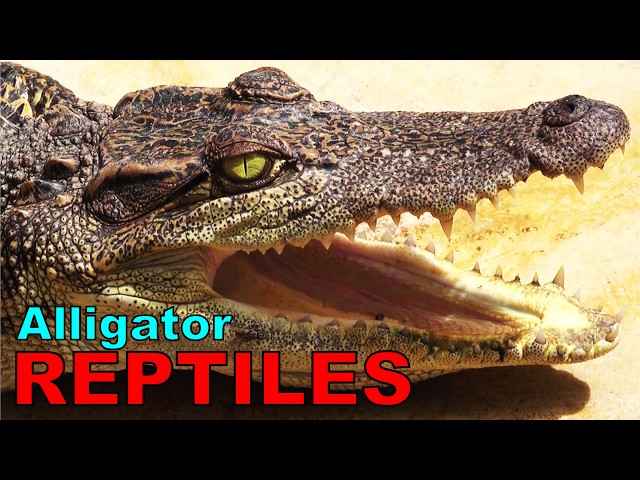 Reptile Vocabulary: 78 Terrifying Creatures You Should Know