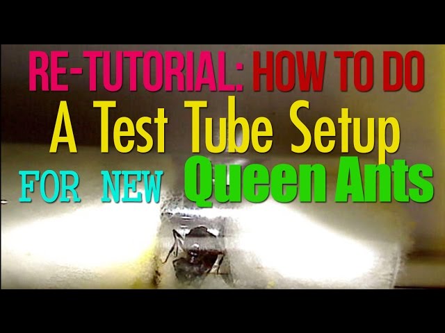 Ant Farm: How to Do A Test Tube Setup for New Queen Ants | AntsCanada Tutorial #35