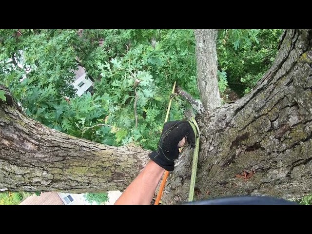 Topping a huge oak tree GoPro