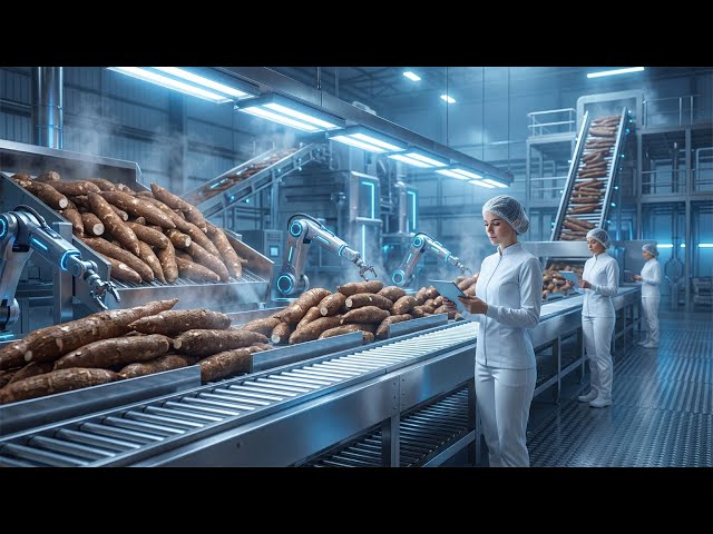 Inside the Factory: China’s Giant Cassava Flour Process (Full Process)
