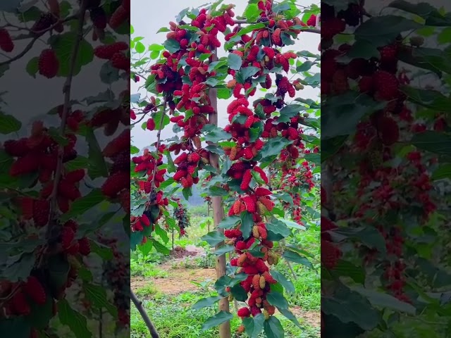 aadu fruit mulberry alo bukhara #aadufrit #mulberry #alobukhara #fruit #plants #tahiriplant125