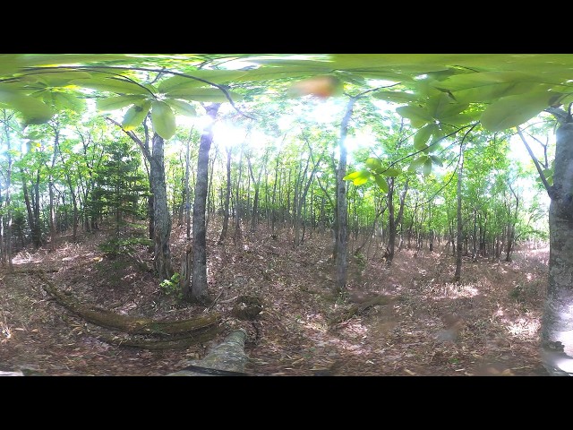 知床 360° 4K カメラライブ