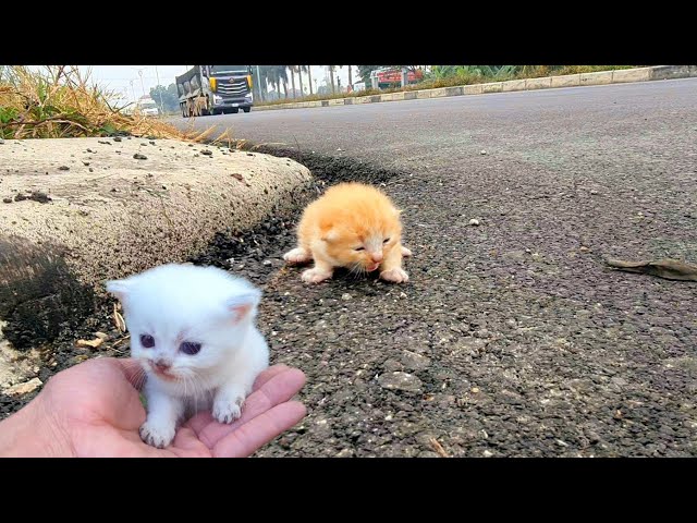 I adopt homeless kittens meowing on the side of the road, small rescued kittens,