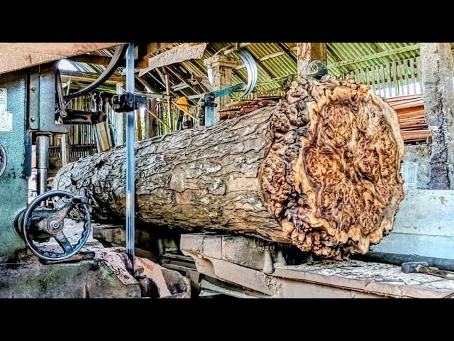 Sawing of strong, hard, old-growth mahogany timber.