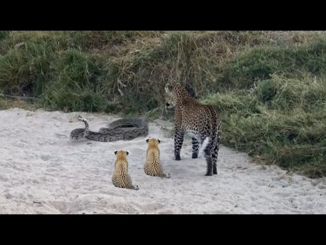 leopard with cubs attack by python video 